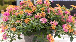 Lantana 'Passion Fruit'